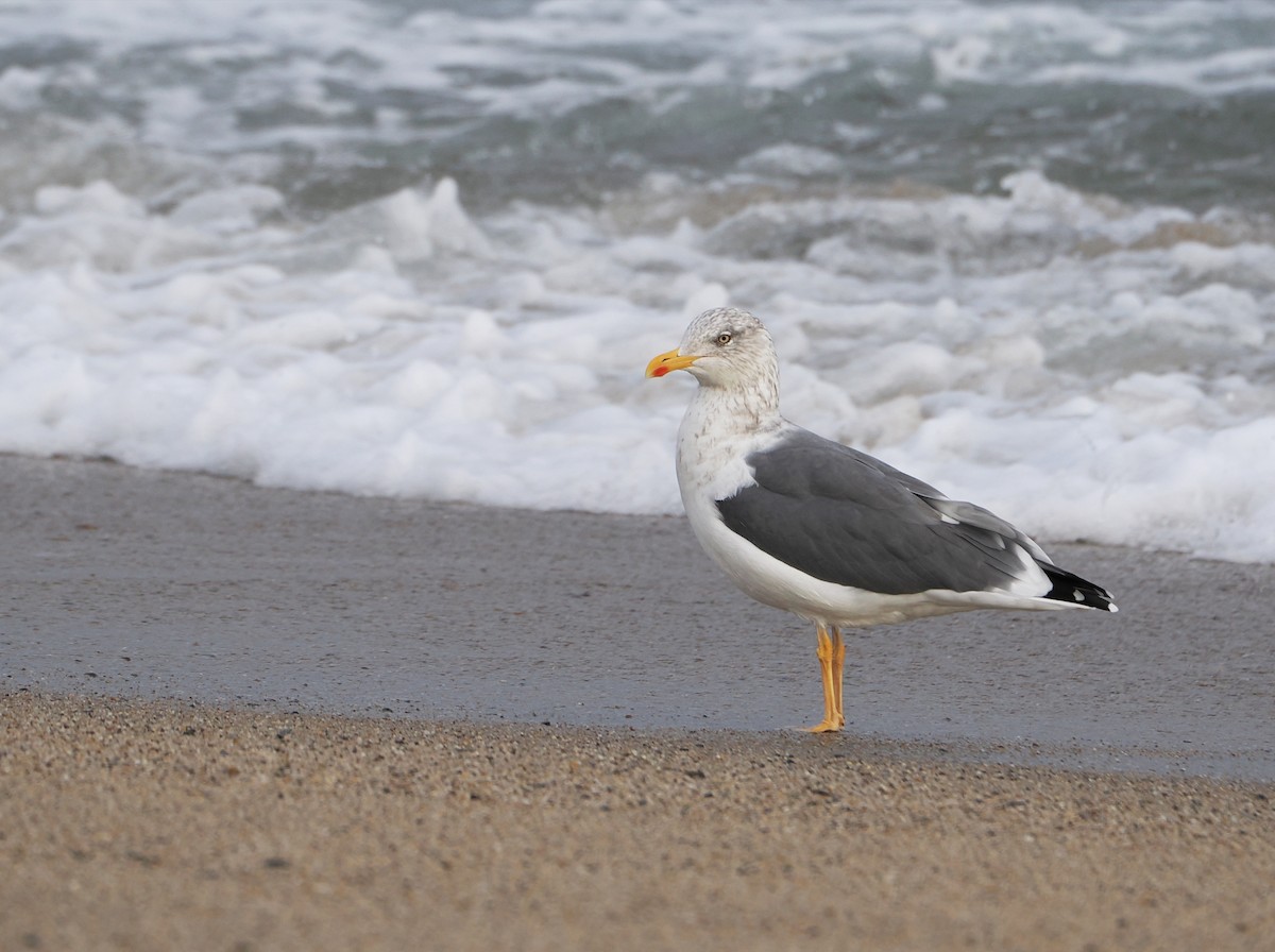 Lesser Black-backed Gull - ML646634471