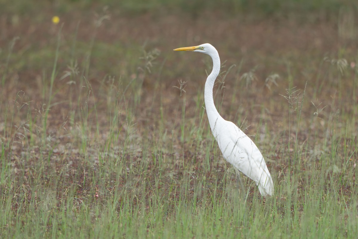 Great Egret - ML646634472