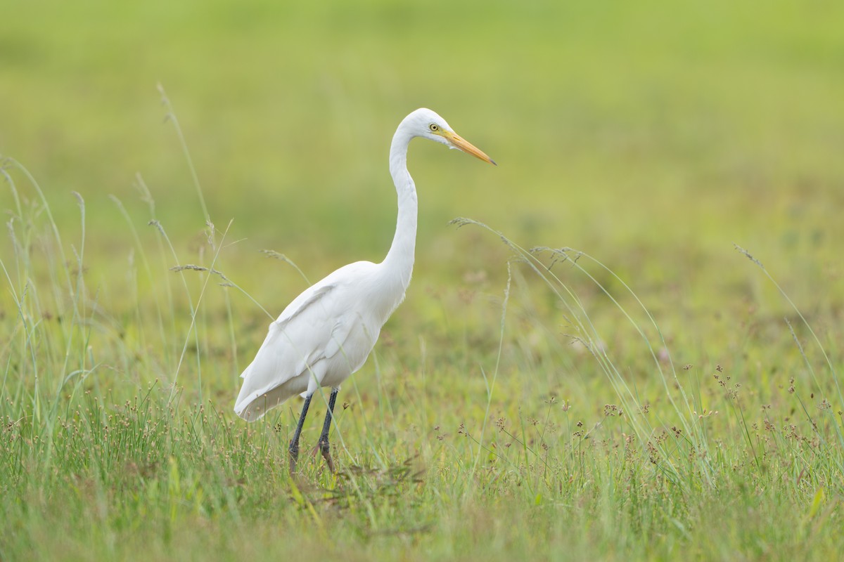 Medium Egret - ML646634473