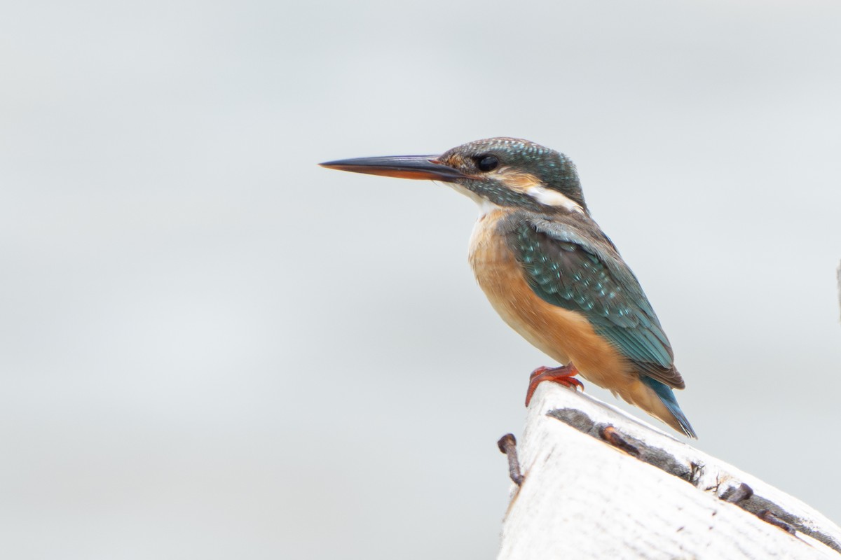 Common Kingfisher - ML646634474