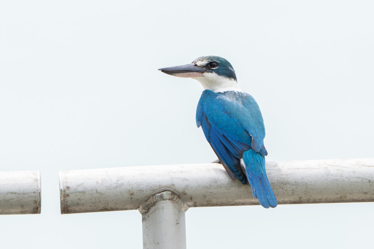 Collared Kingfisher - ML646634475