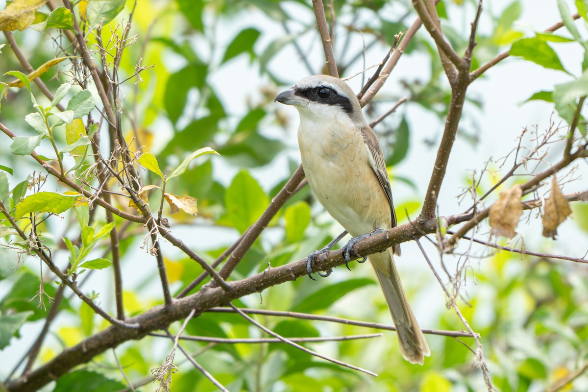 Brown Shrike - ML646634477