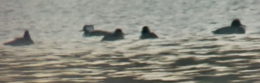 Greater/Lesser Scaup - ML646634479