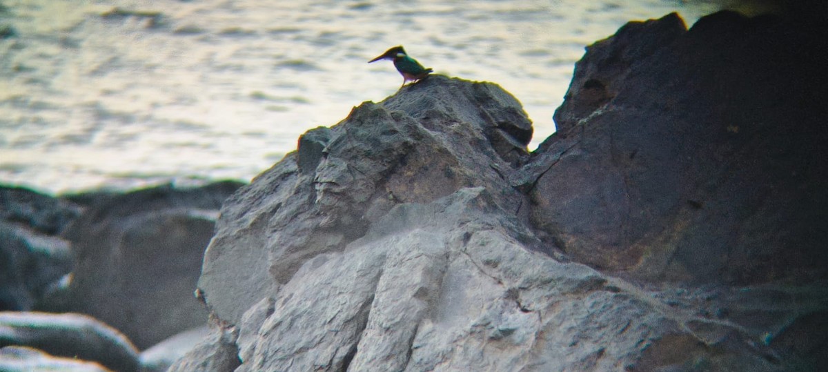 Common Kingfisher - ML646634480