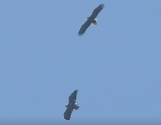 White-tailed Eagle - ML646634482