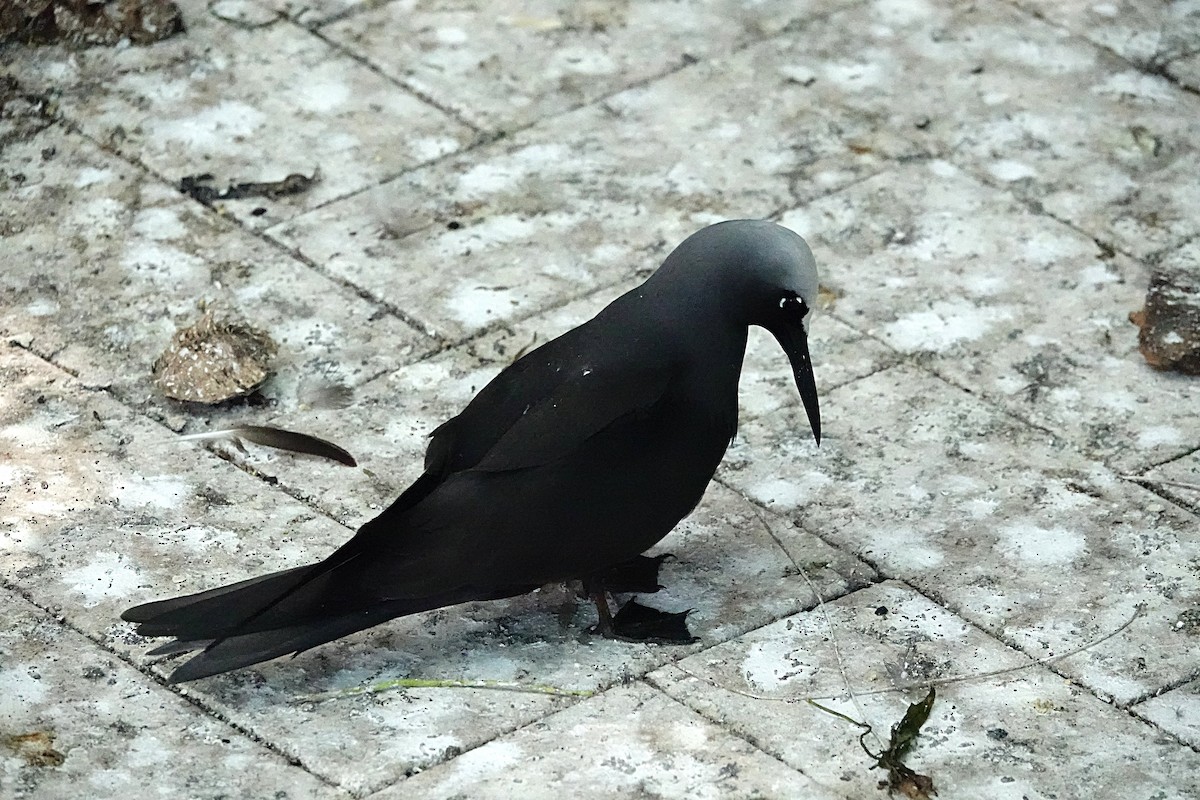 svartnoddy - ML646634483