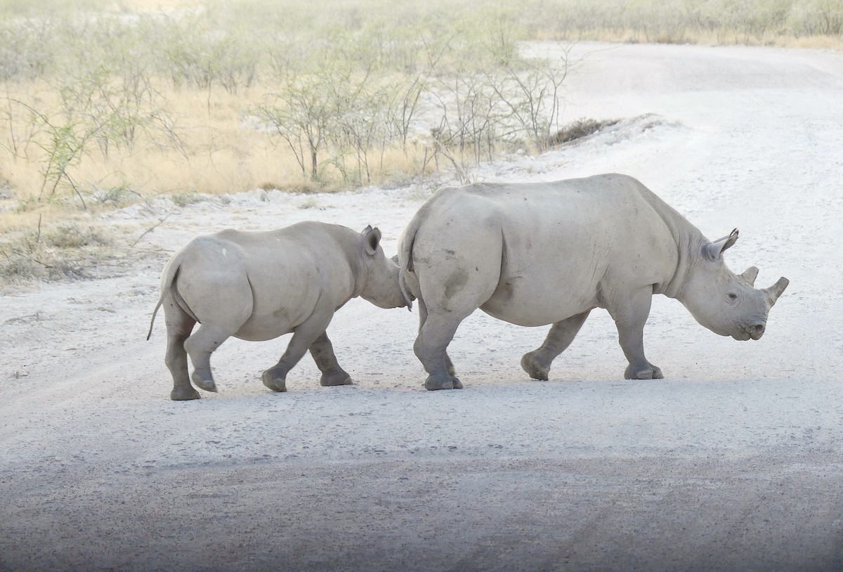 Southern Black Rhinoceros - ML646634485