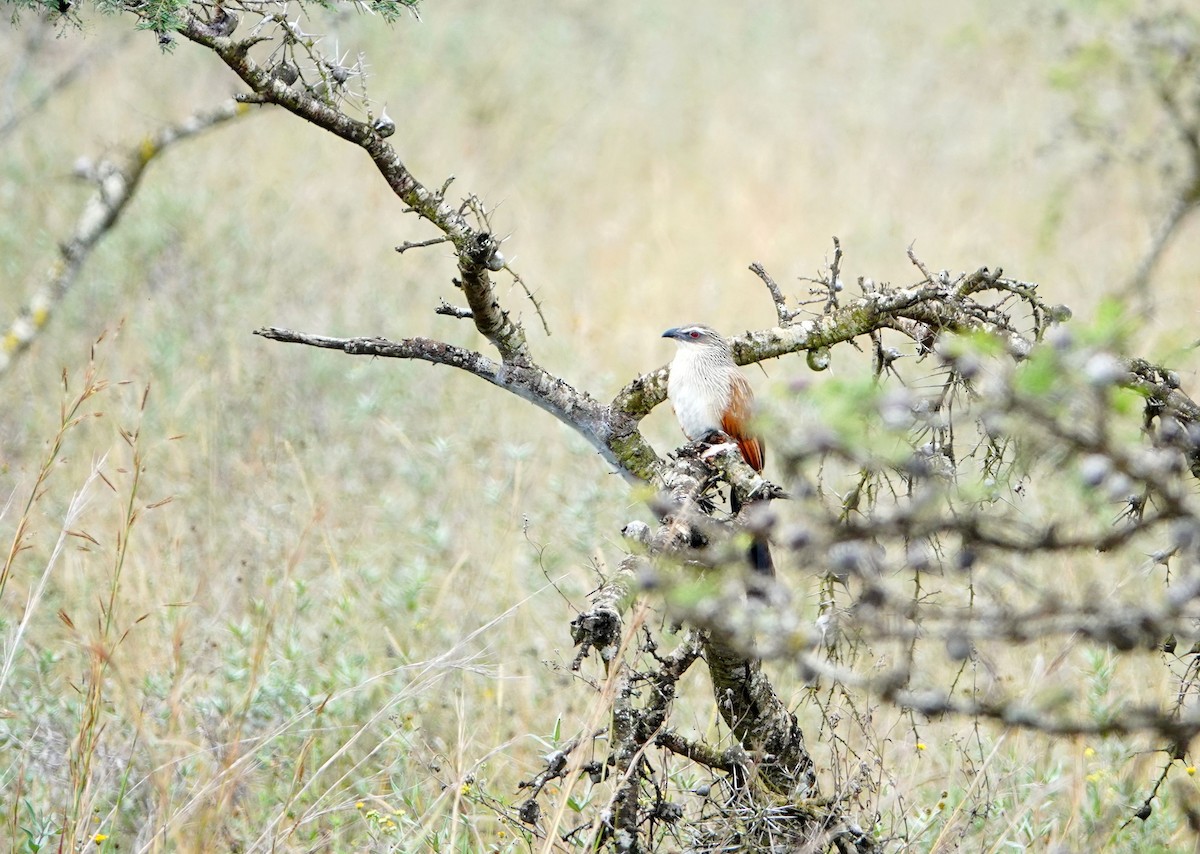 White-browed Coucal - ML646634488