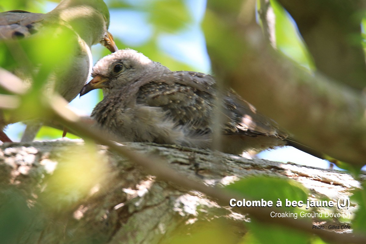 Goldschnabeltäubchen - ML646634491