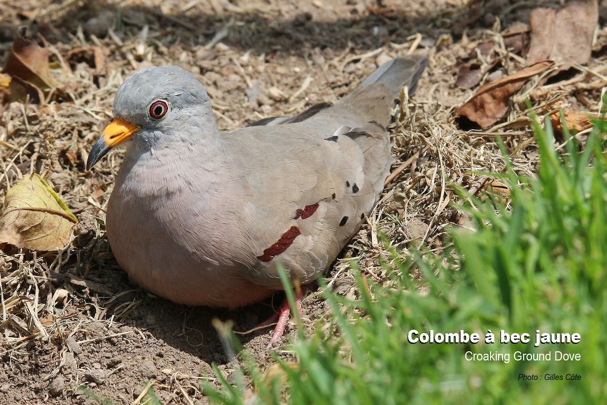 Goldschnabeltäubchen - ML646634492