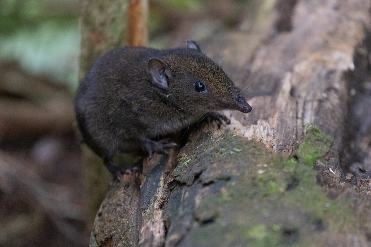 Max's Short-tailed Gymnure - ML646634493