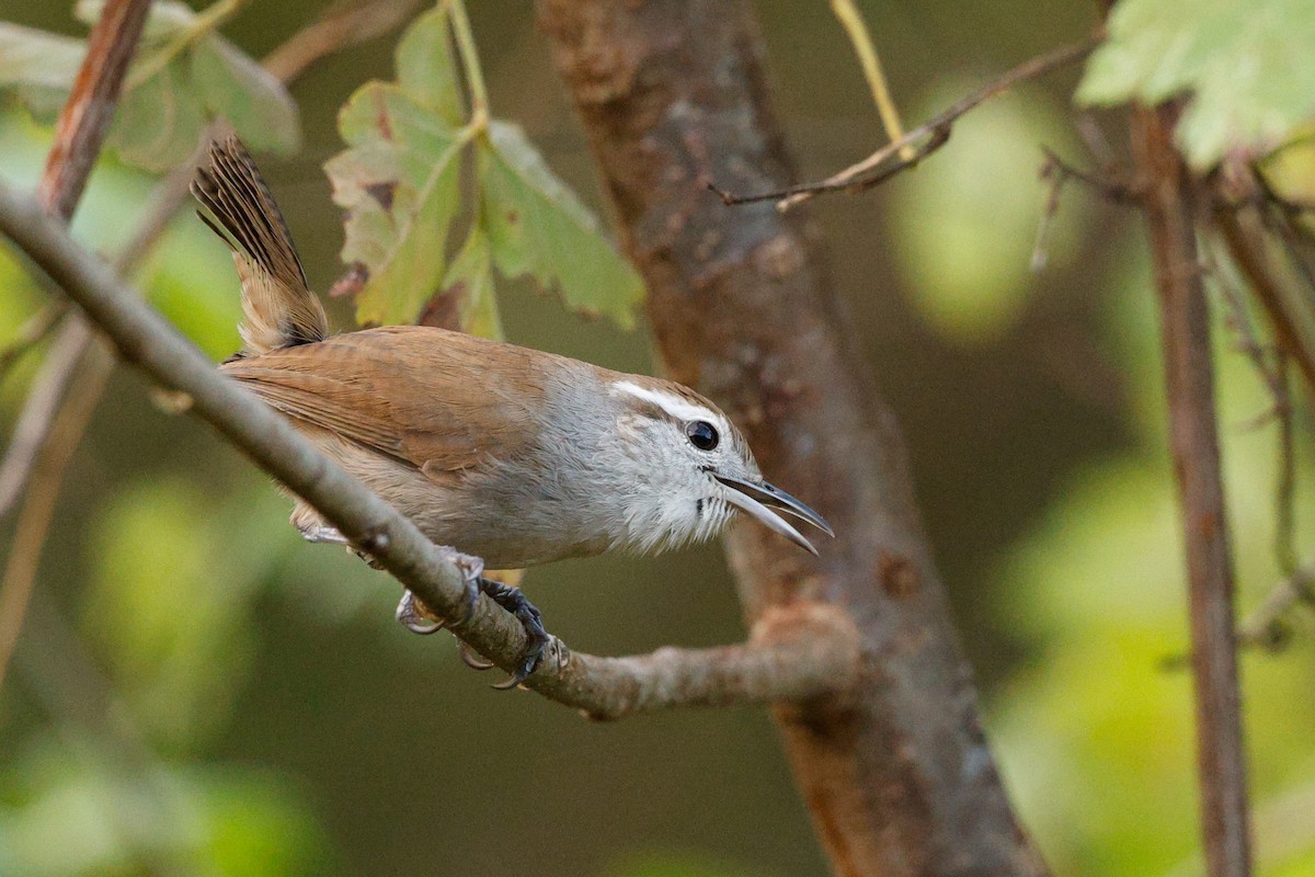White-bellied Wren (West Mexico) - ML646634494