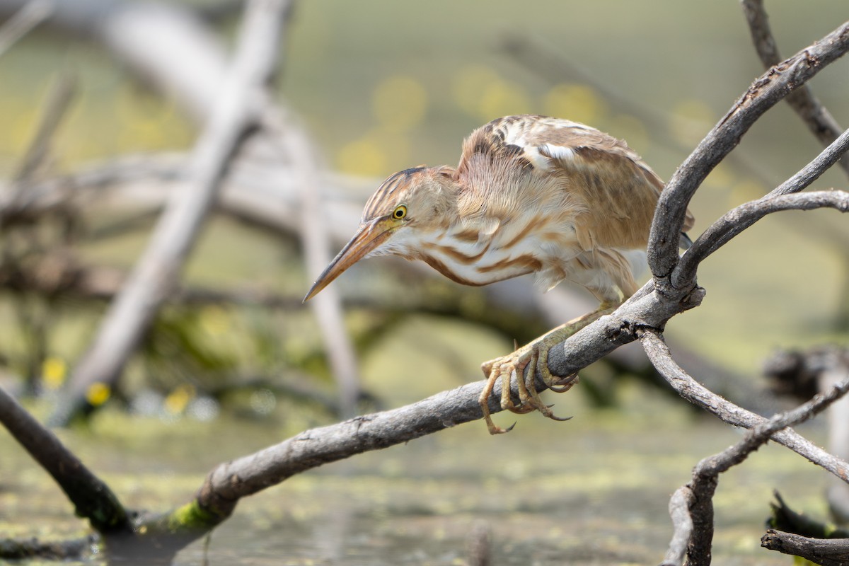 Yellow Bittern - ML646634495
