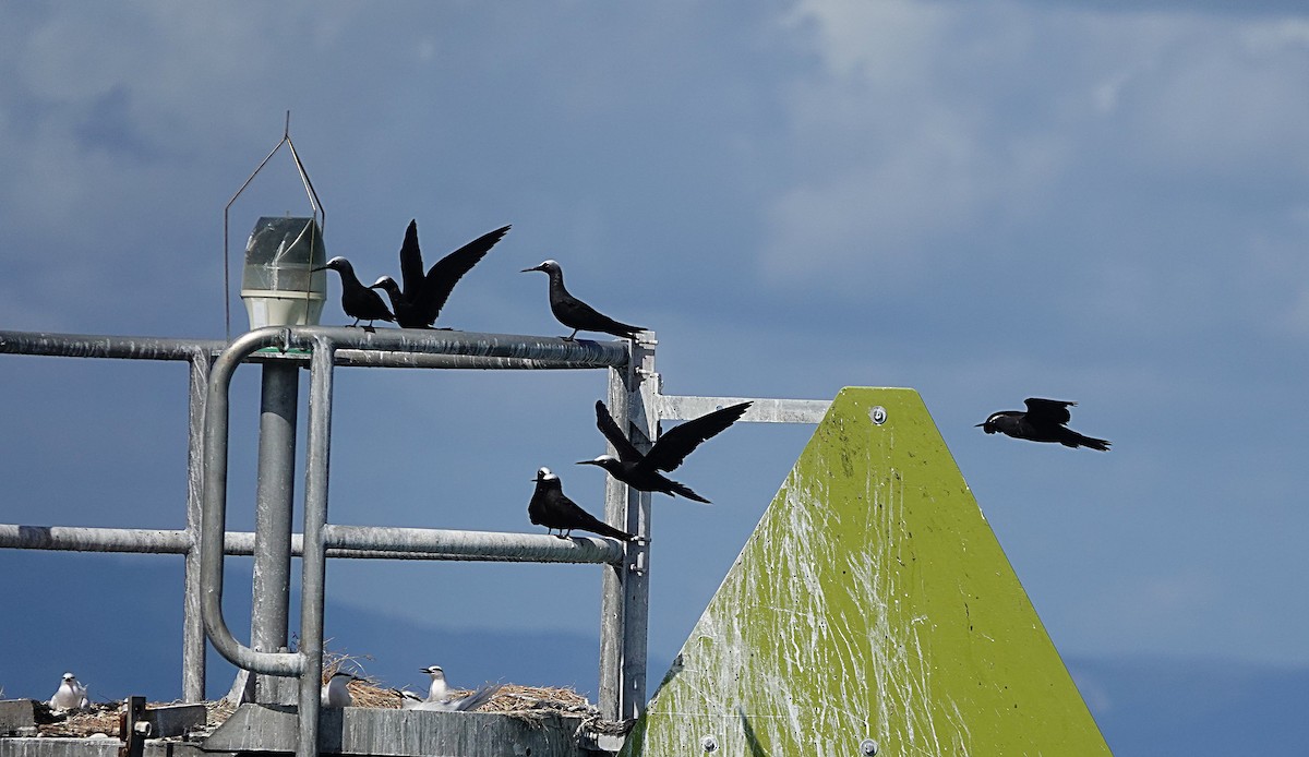 svartnoddy - ML646634496