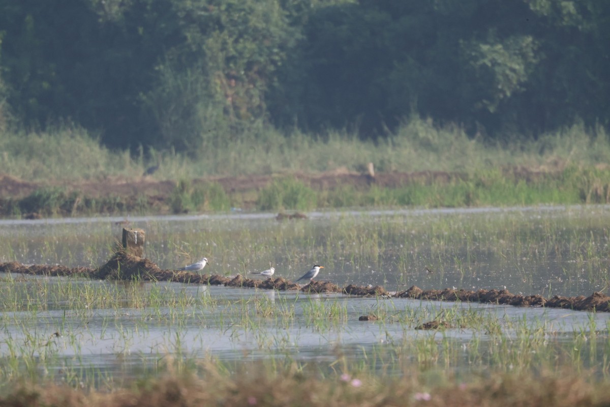 Goldschnabel-Seeschwalbe - ML646634500