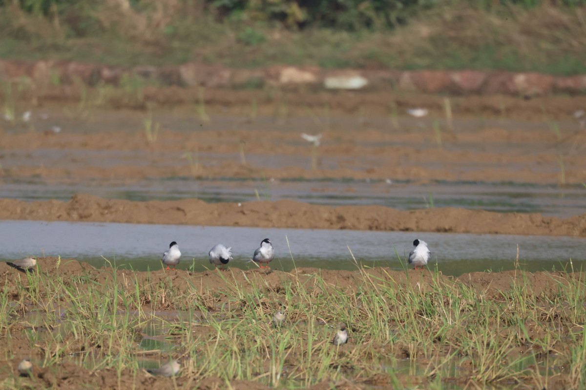 Goldschnabel-Seeschwalbe - ML646634501