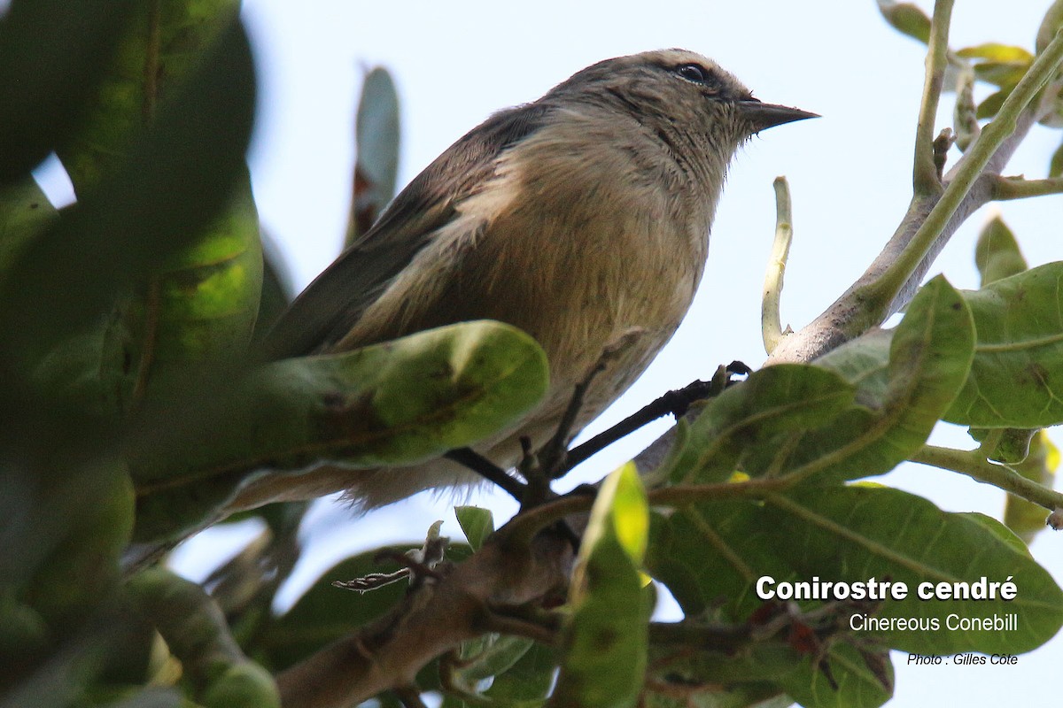 Weißstirn-Spitzschnabel - ML646634502