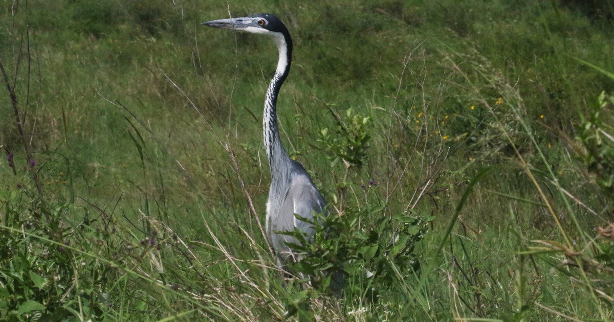 Garza Cabecinegra - ML646634503