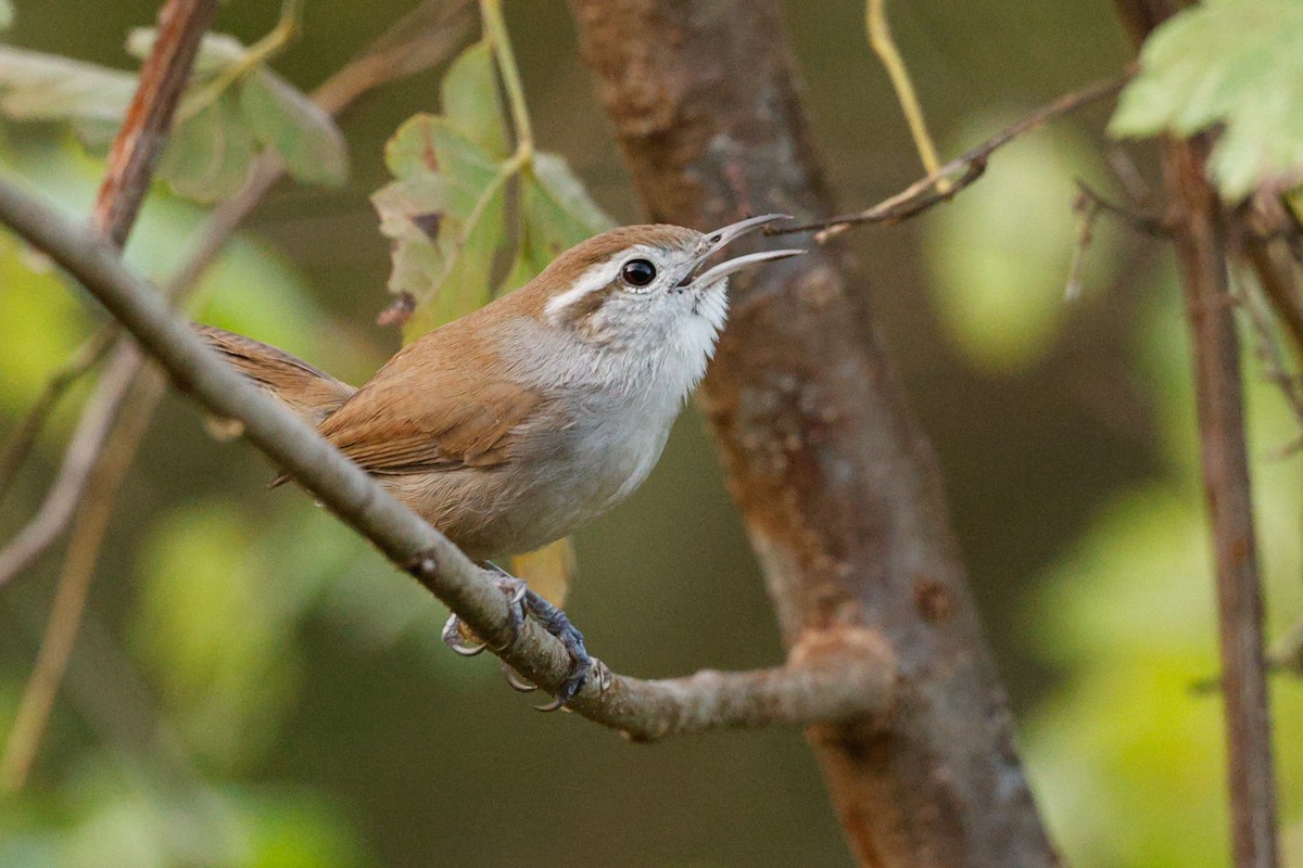 White-bellied Wren (West Mexico) - ML646634504