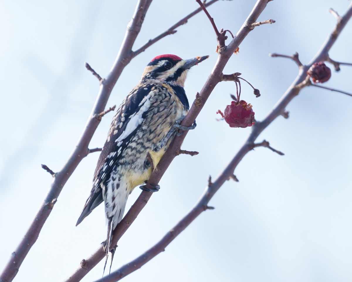 Yellow-bellied Sapsucker - ML646634506