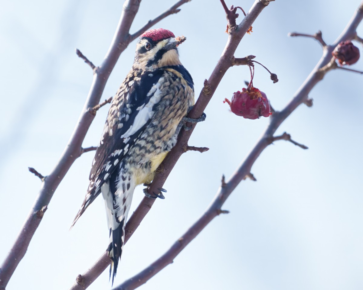 Yellow-bellied Sapsucker - ML646634508