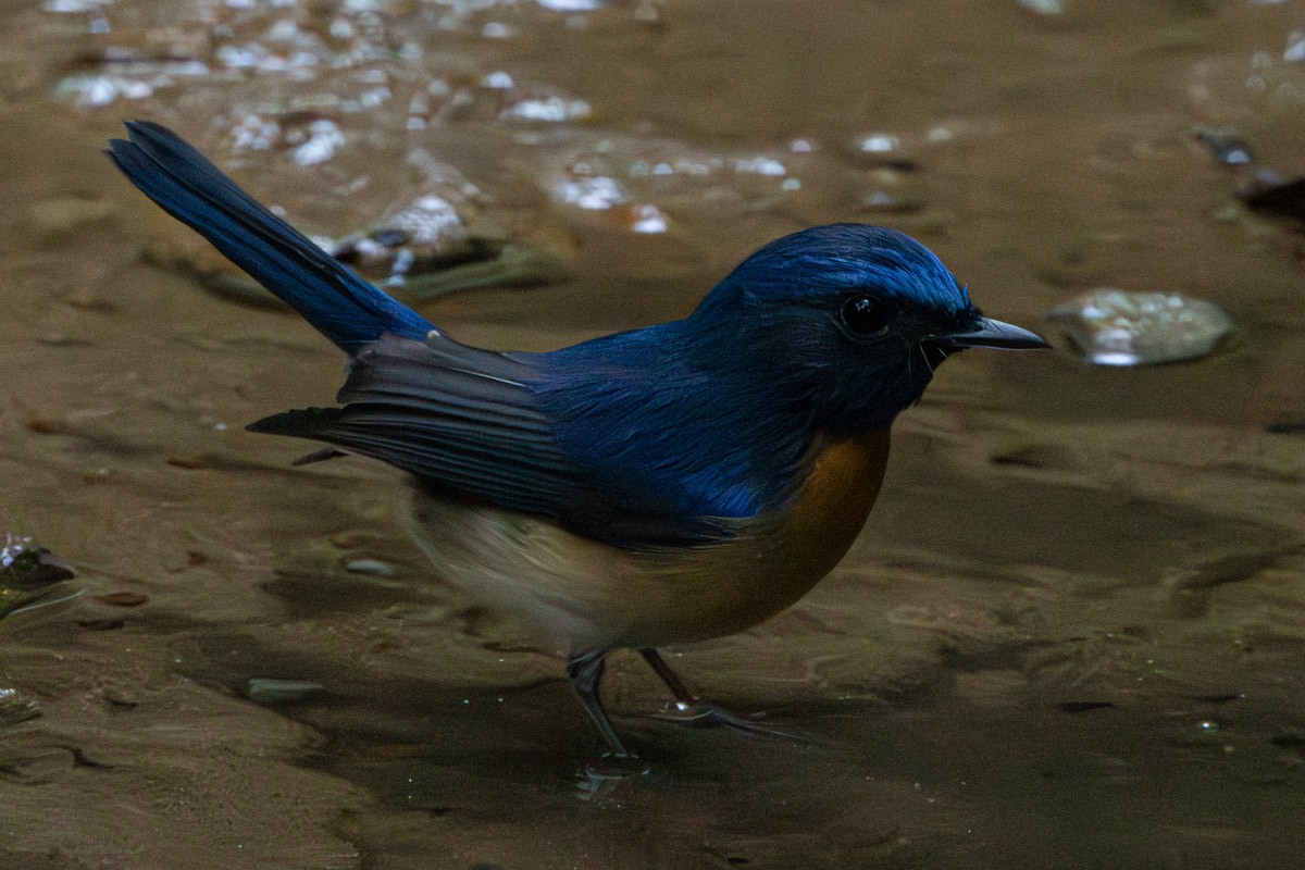 Blue-throated Flycatcher - ML646634509