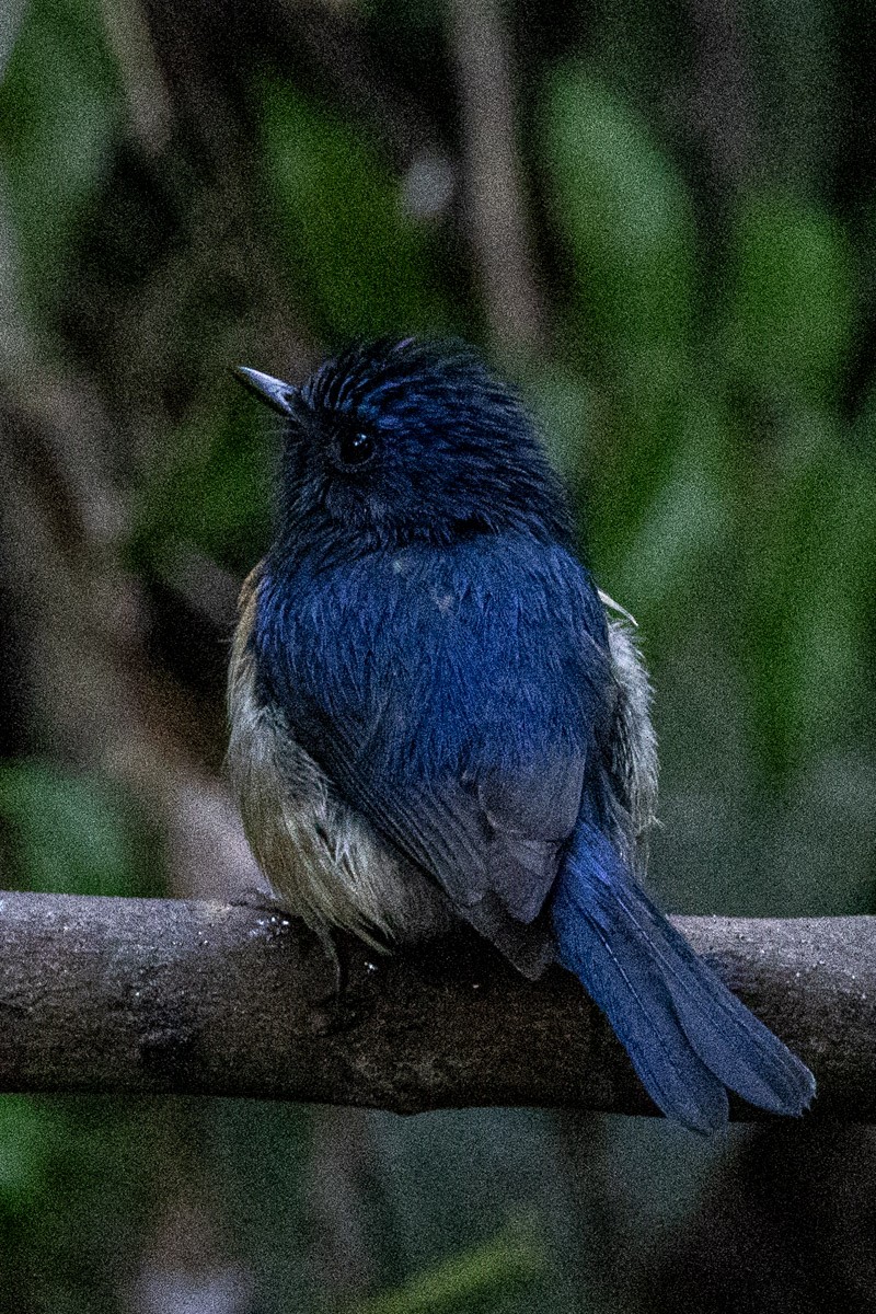 Blue-throated Flycatcher - ML646634510