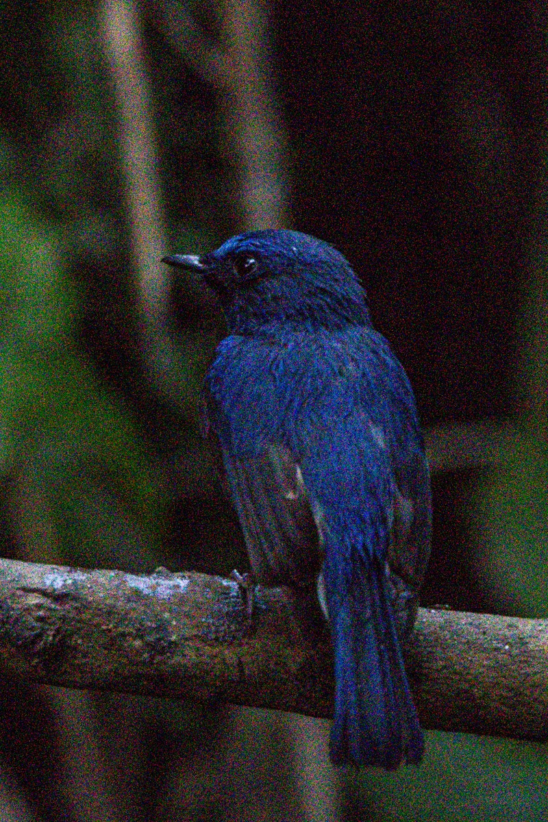 Blue-throated Flycatcher - ML646634512