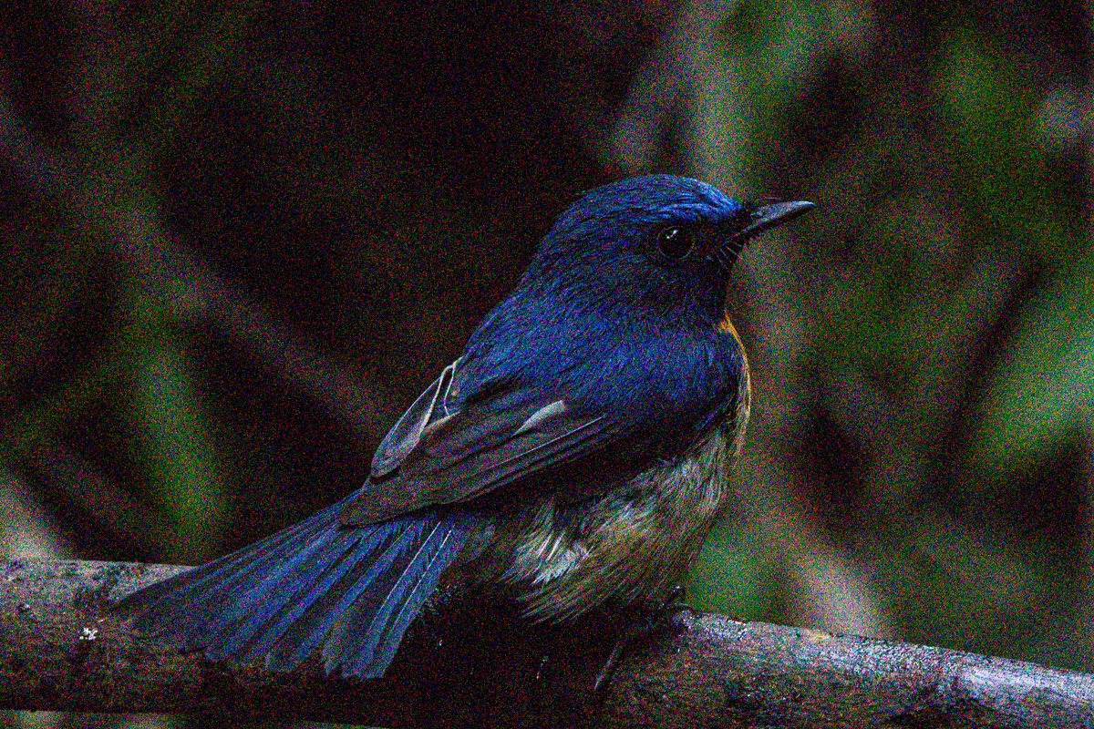 Blue-throated Flycatcher - ML646634513