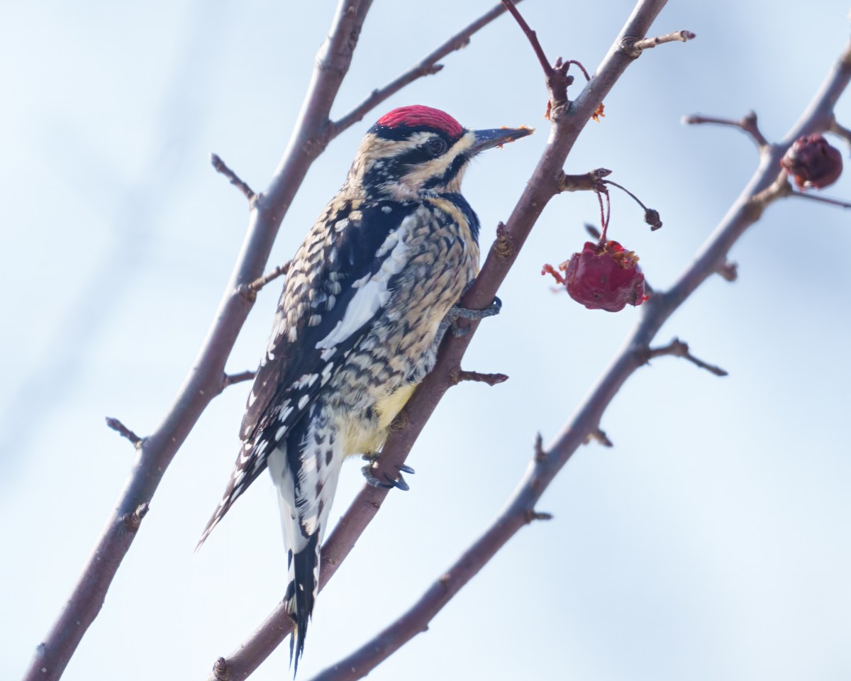 Yellow-bellied Sapsucker - ML646634514