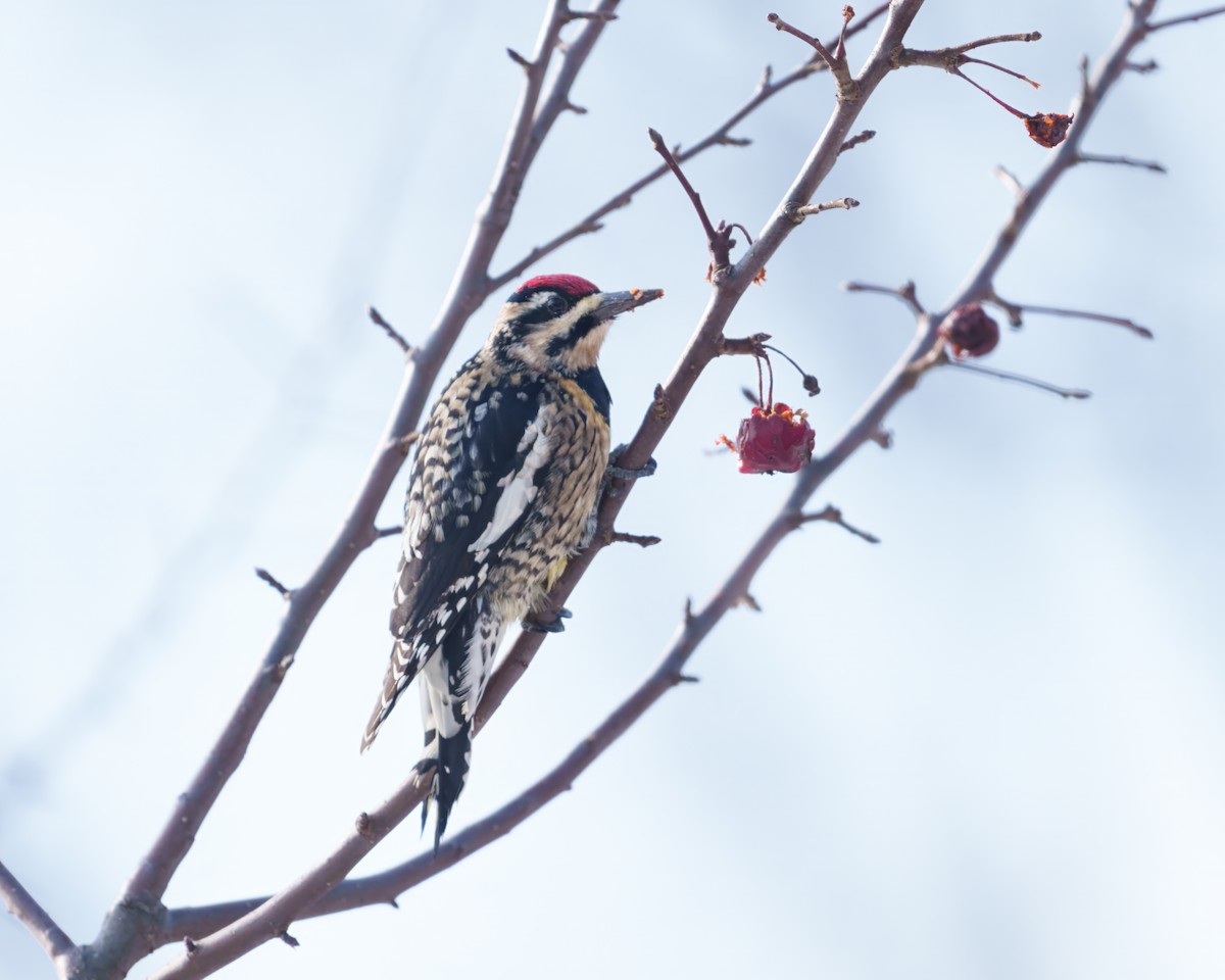 Yellow-bellied Sapsucker - ML646634516