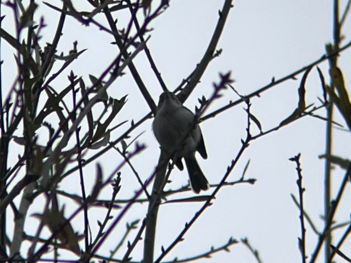 Blaumückenfänger - ML646634529