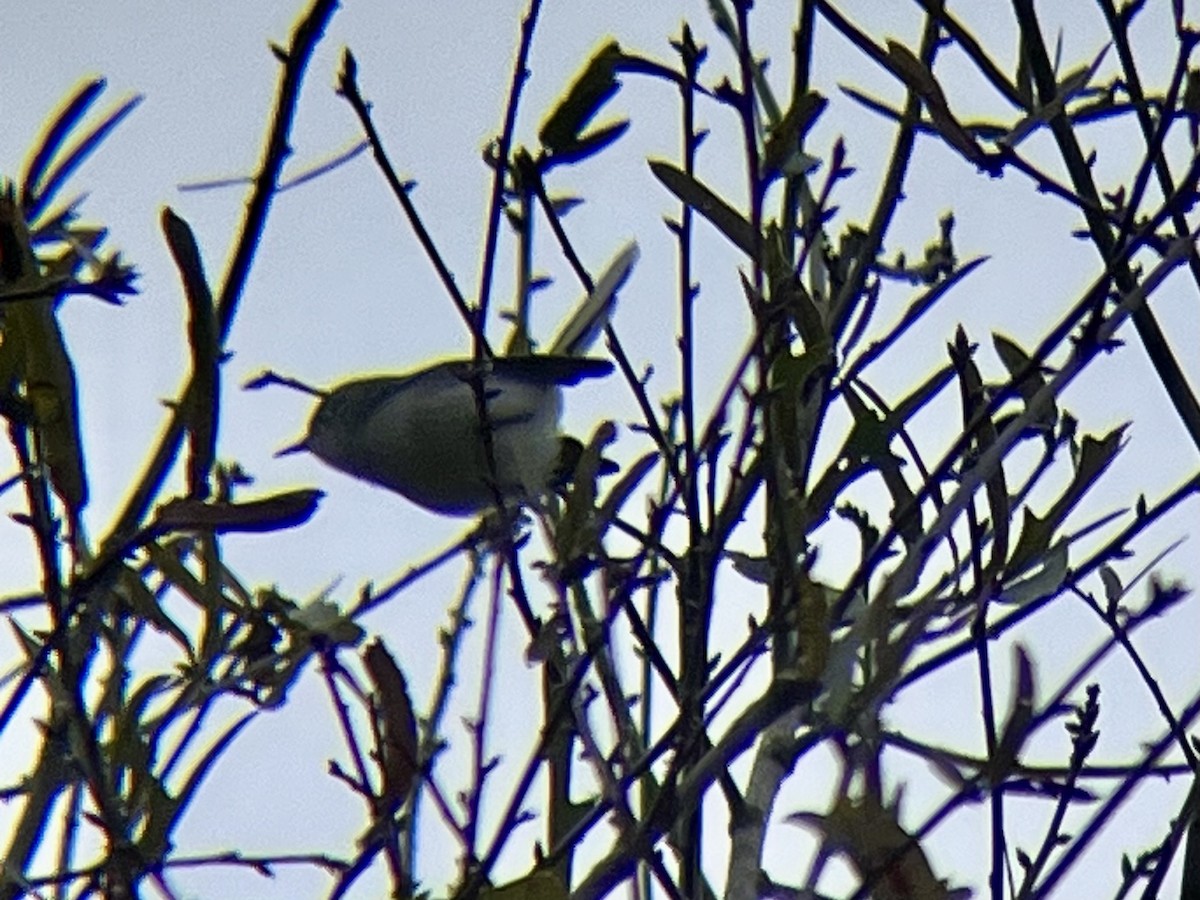 Blaumückenfänger - ML646634530