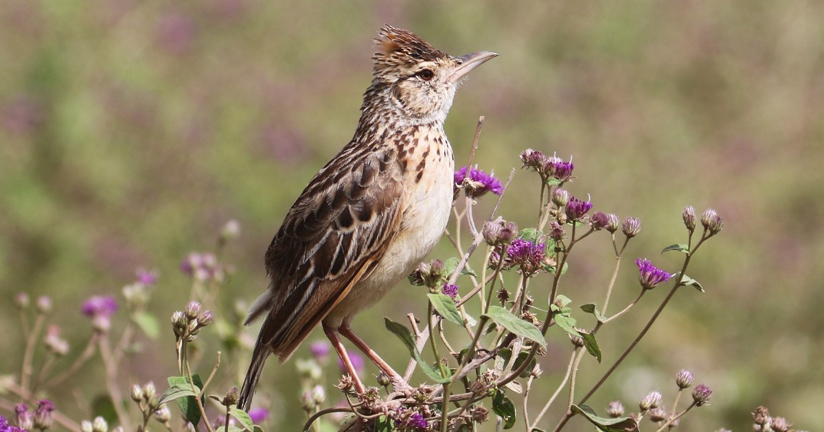 Alondra Nuquirrufa - ML646634531