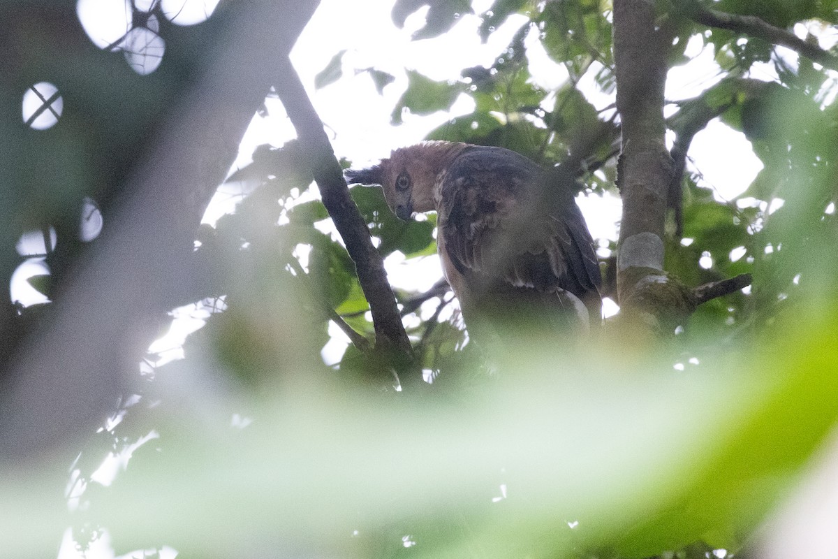 Blyth's Hawk-Eagle - ML646634534