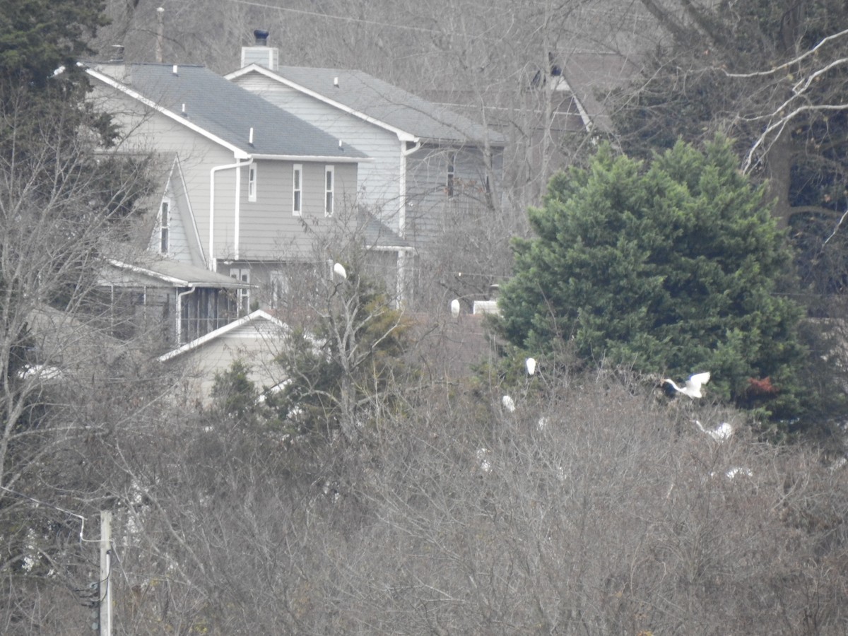 Great Egret - ML646634537