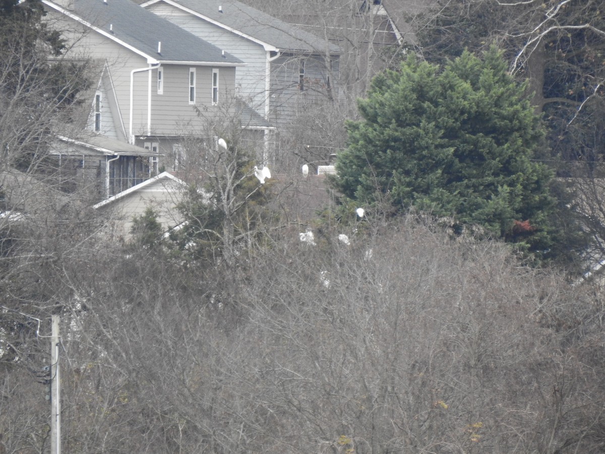 Great Egret - ML646634538
