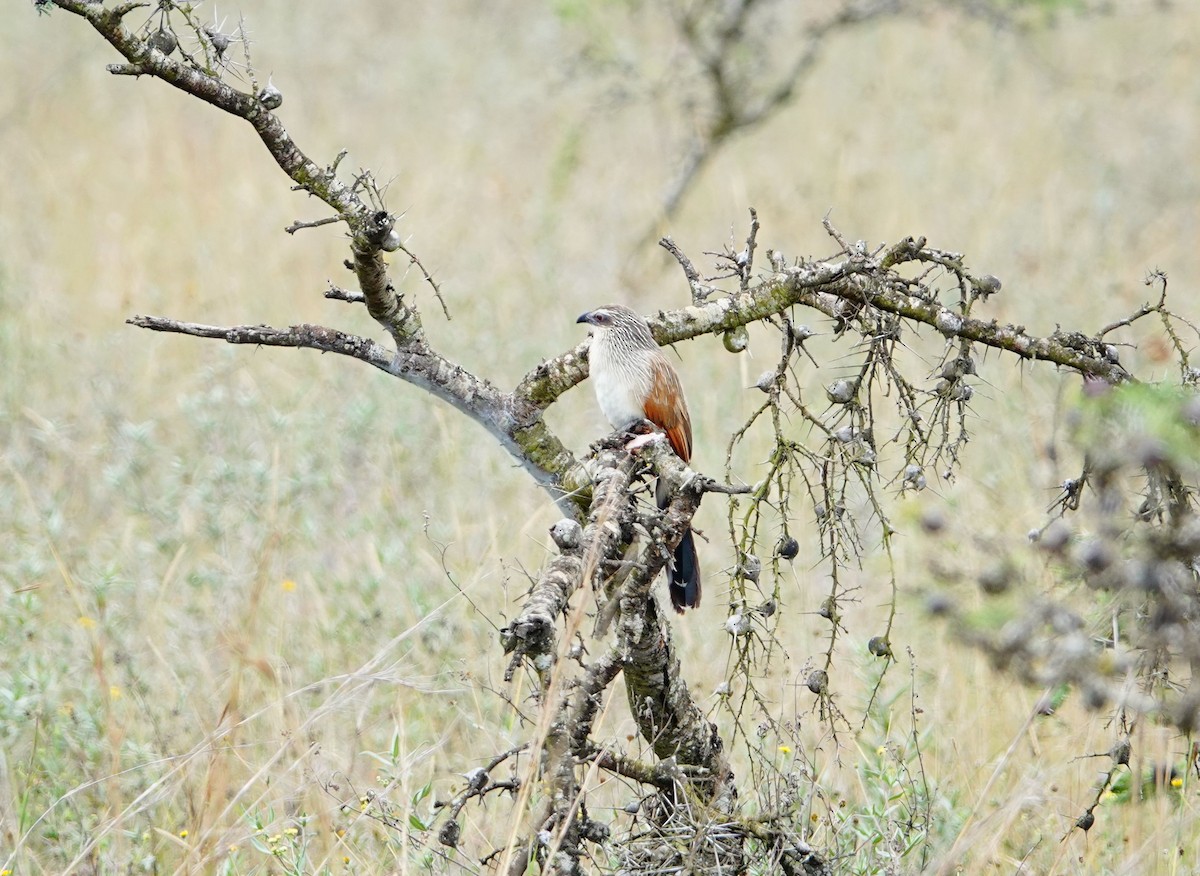 White-browed Coucal - ML646634540