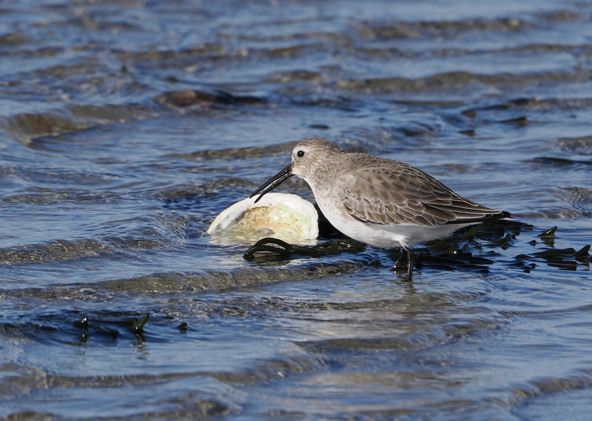 Dunlin - ML646634544