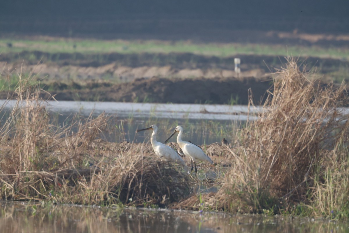 Löffler - ML646634545