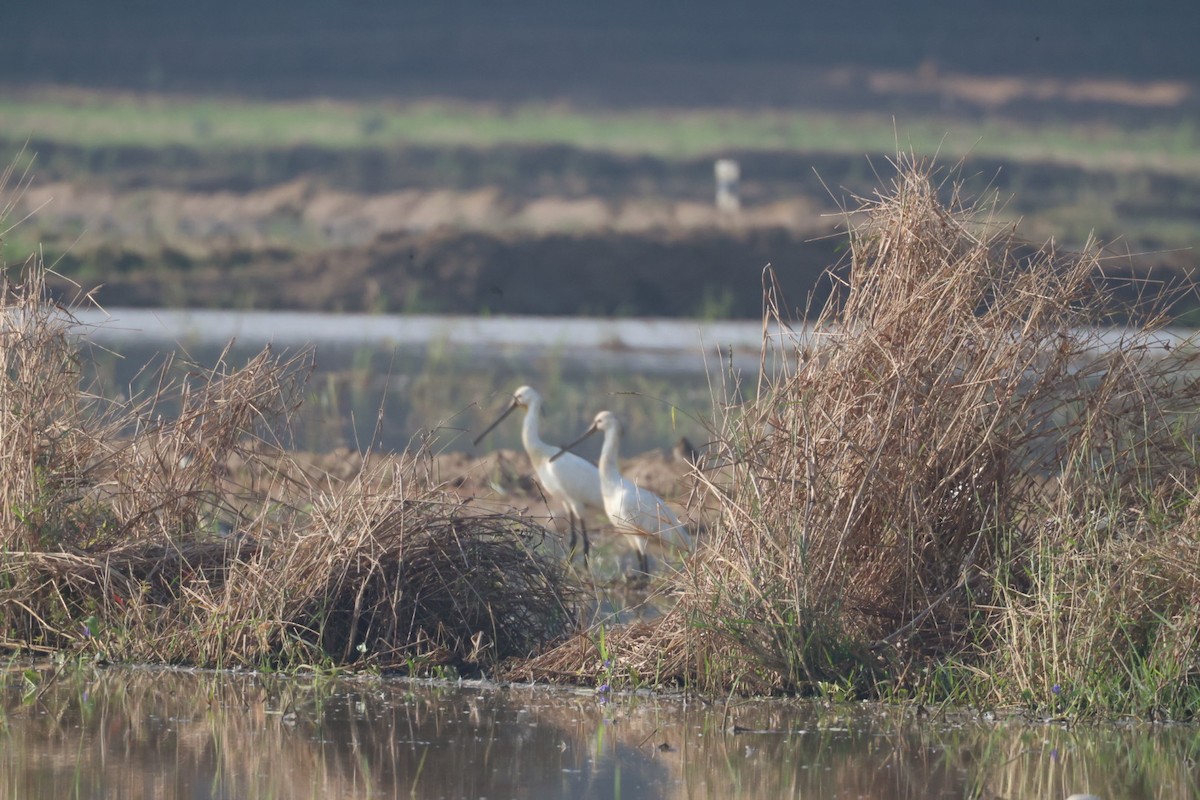 Löffler - ML646634546