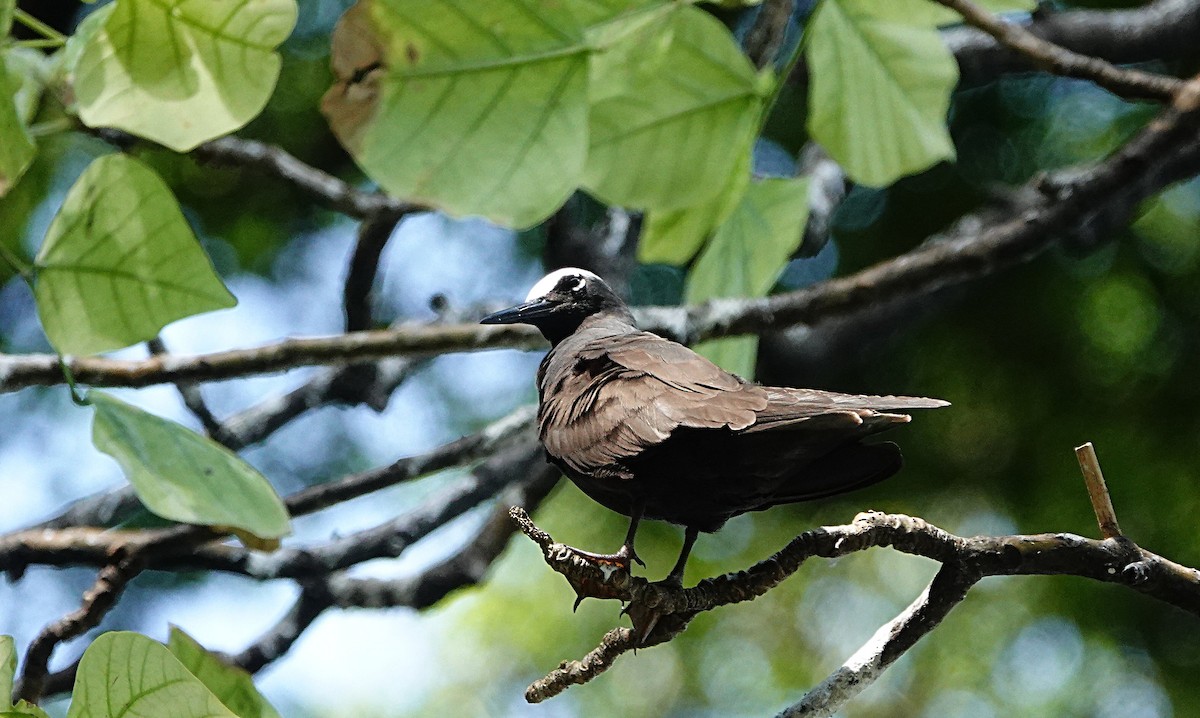 黑玄燕鷗 - ML646634547