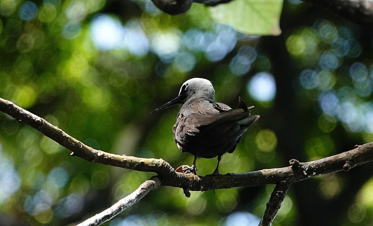 黑玄燕鷗 - ML646634548