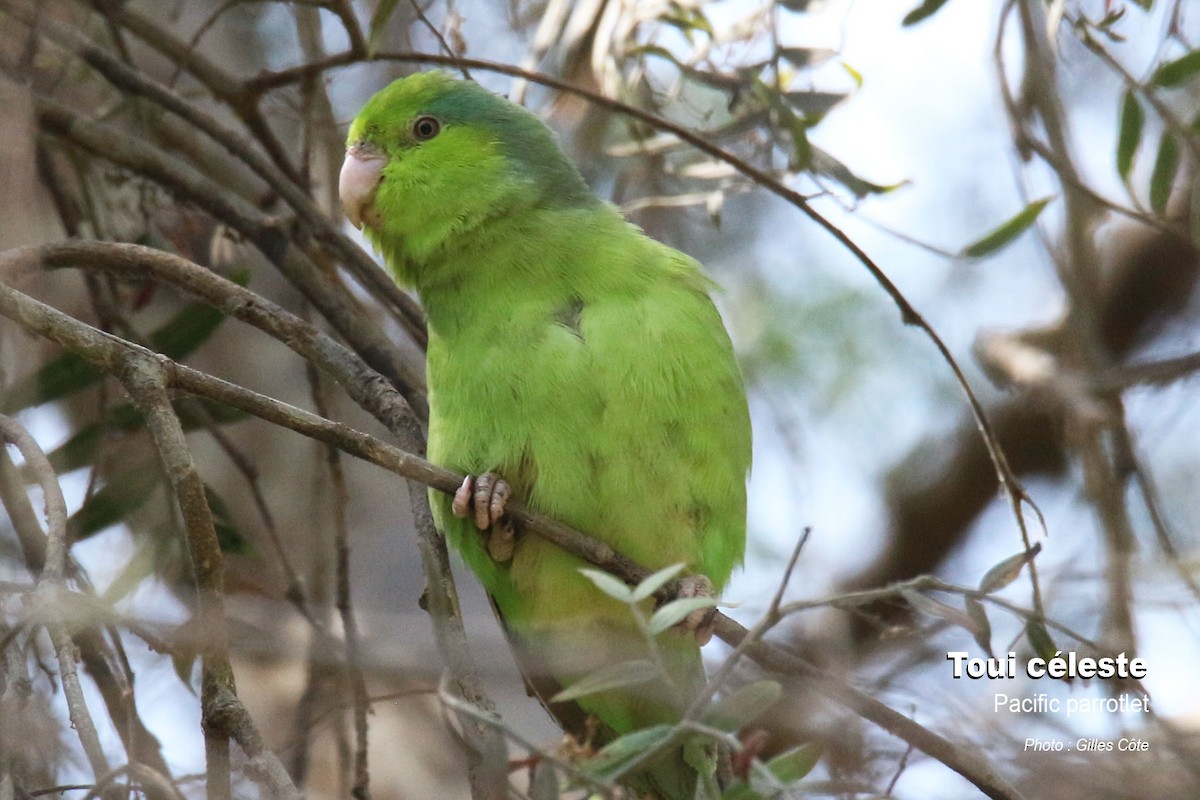 Himmelsperlingspapagei - ML646634549