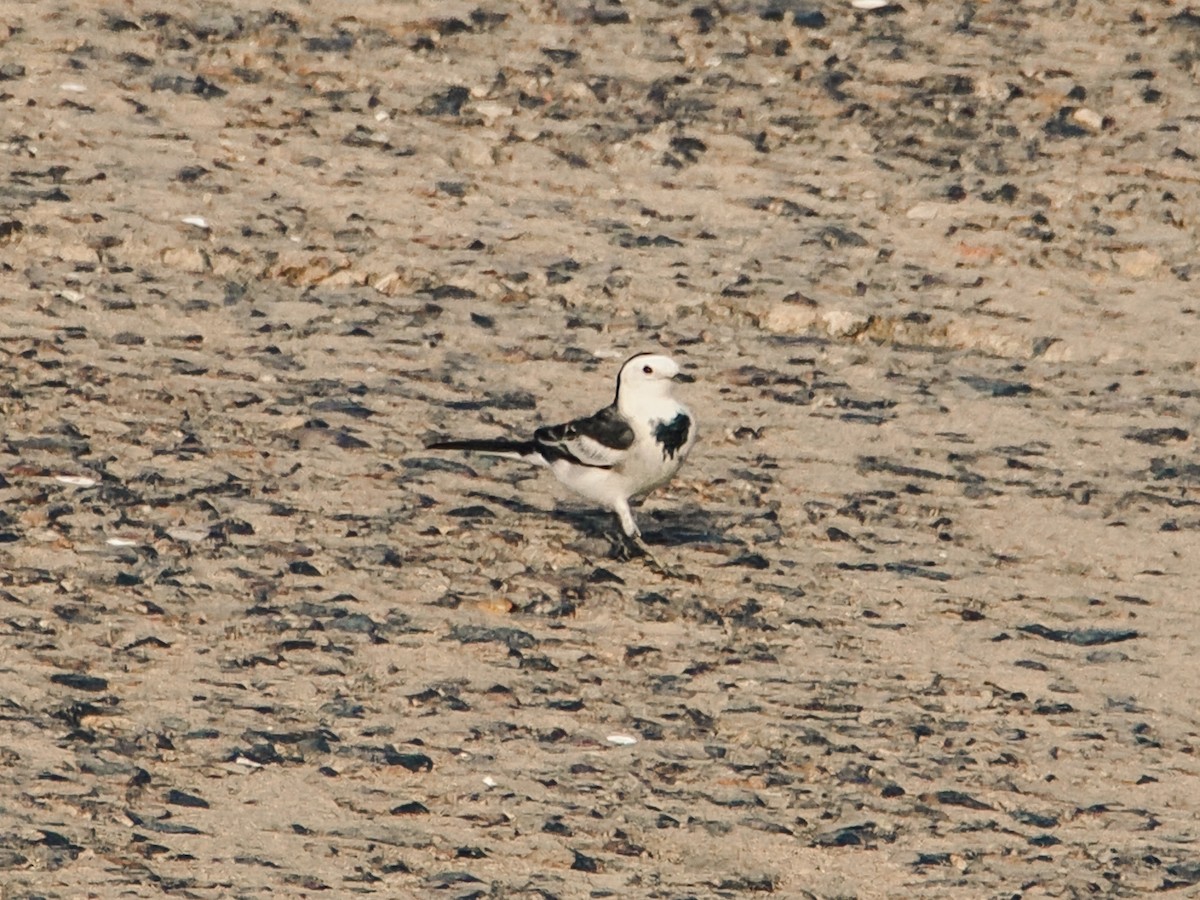 白鶺鴒 - ML646634550