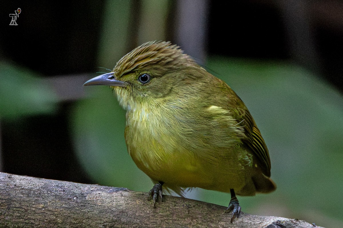 Cachar Bulbul - ML646634551