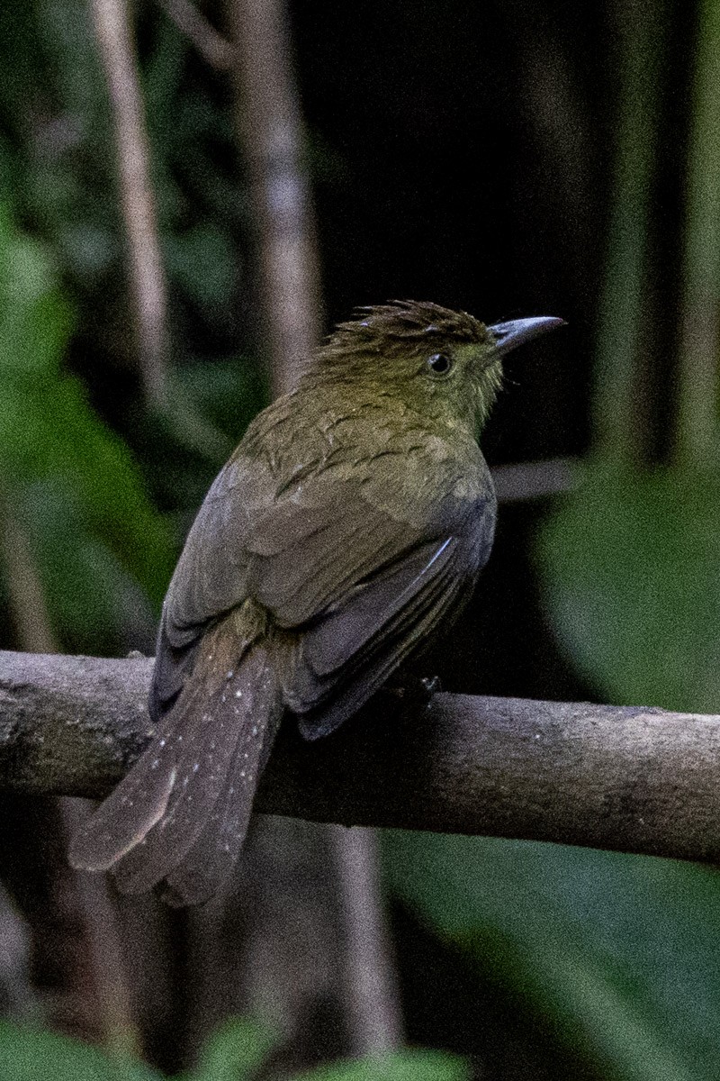 Cachar Bulbul - ML646634552