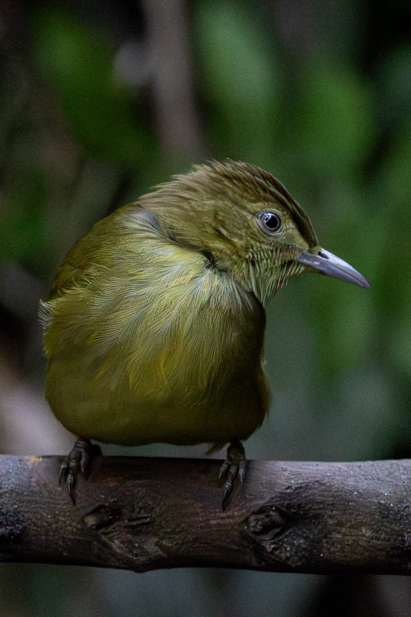 Cachar Bulbul - ML646634553