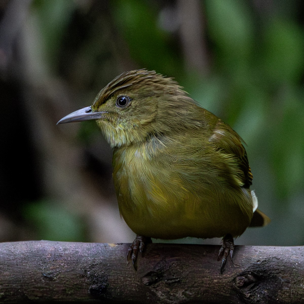 Cachar Bulbul - ML646634554