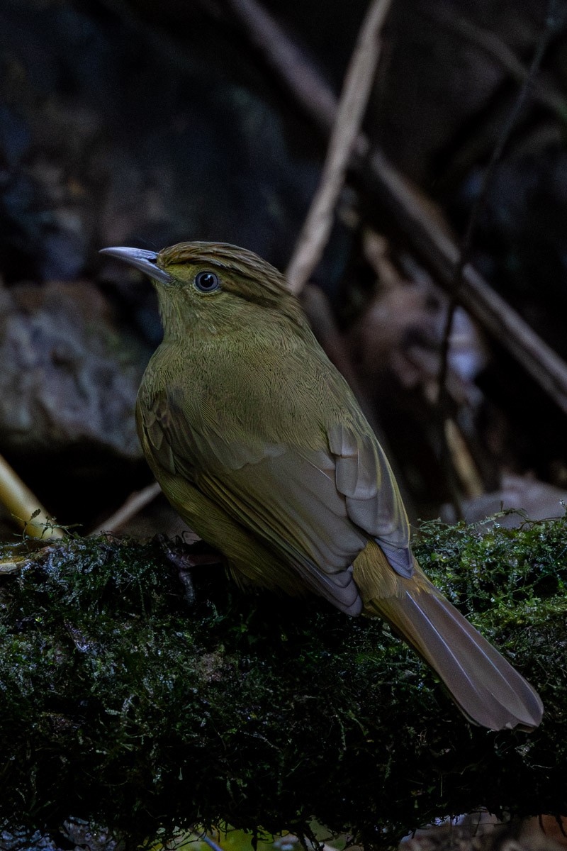 Cachar Bulbul - ML646634555